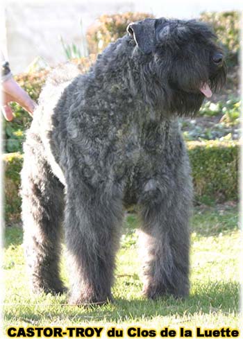 bouvier des flandres du clos de la luette - copyright d&eacute;pos&eacute;
